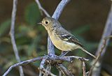 Hutton's Vireo